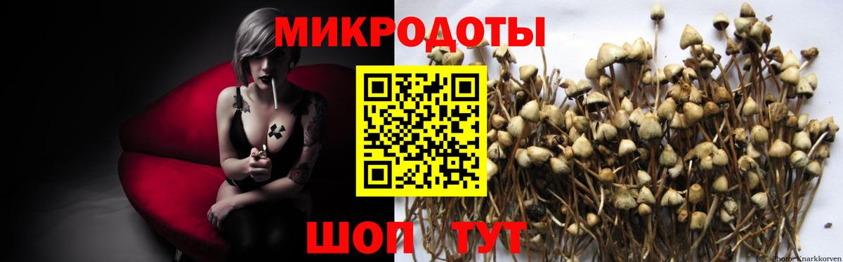 Галлюциногенные грибы Psilocybine cubensis Заводоуковск